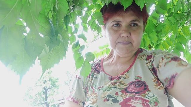 Заготовка гороху на зиму. Як швидко потеребити горох