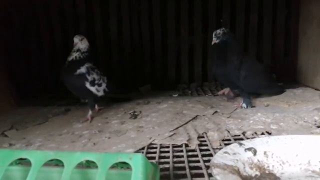 Чили. #голуби #pigeons #tauben