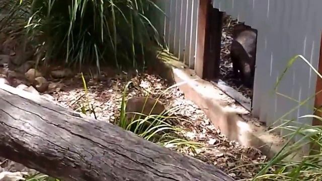 Семье 8. Тасманский дьявол. смотреть онлайн