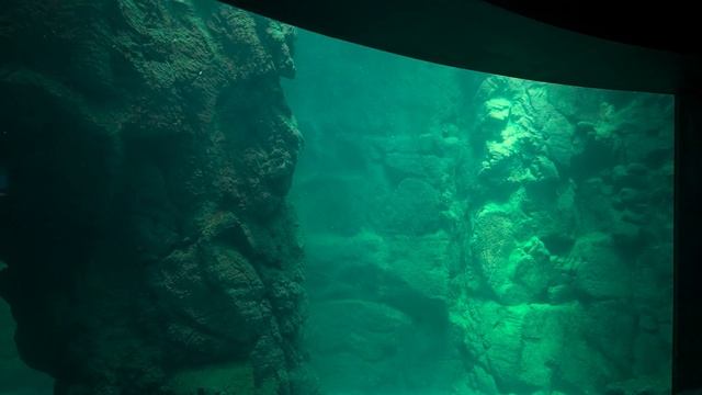 Osaka Aquarium Kaiyukan Walking Tour (2023) (4K HDR) смотреть онлайн