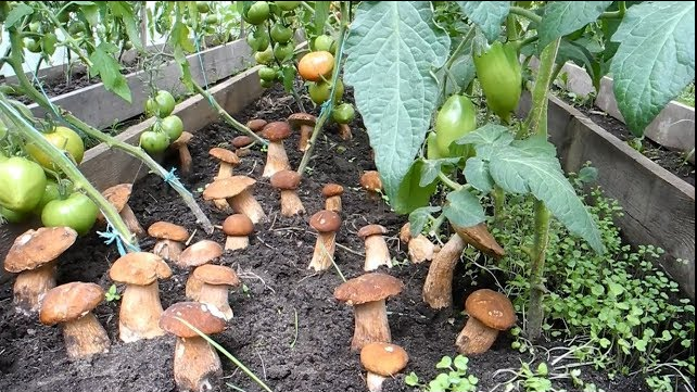 Как вырастить много белых грибов на своем участке (август) смотреть онлайн