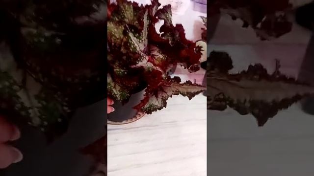 Бегонии селекции DS смотреть онлайн