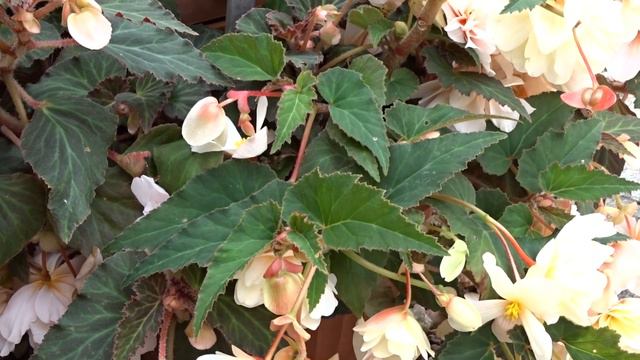 Begonia X Tuberhybrida ´Belina Vanilla´