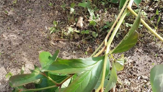 Муравьи с крыльями...!...?... смотреть онлайн