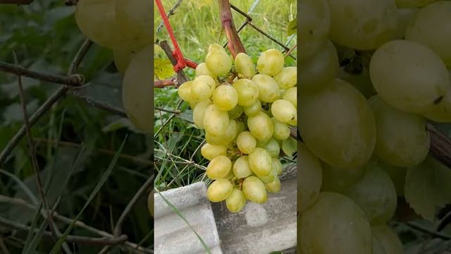 виноград БЕЛЫЙ ВЕЛИКАН смотреть онлайн