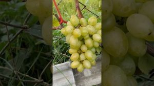 виноград БЕЛЫЙ ВЕЛИКАН