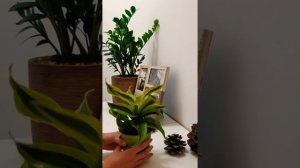 Драцена Торнадо - Dracaena Tornado
