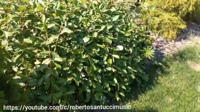 Хвойные, лаванда, спирея в моем летнем саду.  Conifers, Lavender, Spirea In My Summer Garden.