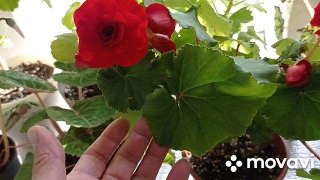 Комнатные цветы. Излишки. смотреть онлайн