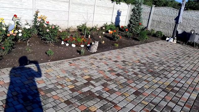 Андрей вернулся с работы и прогулка с собаками смотреть онлайн