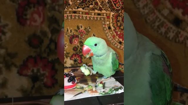 Александрийский кольчатый попугай Сеня ест смотреть онлайн
