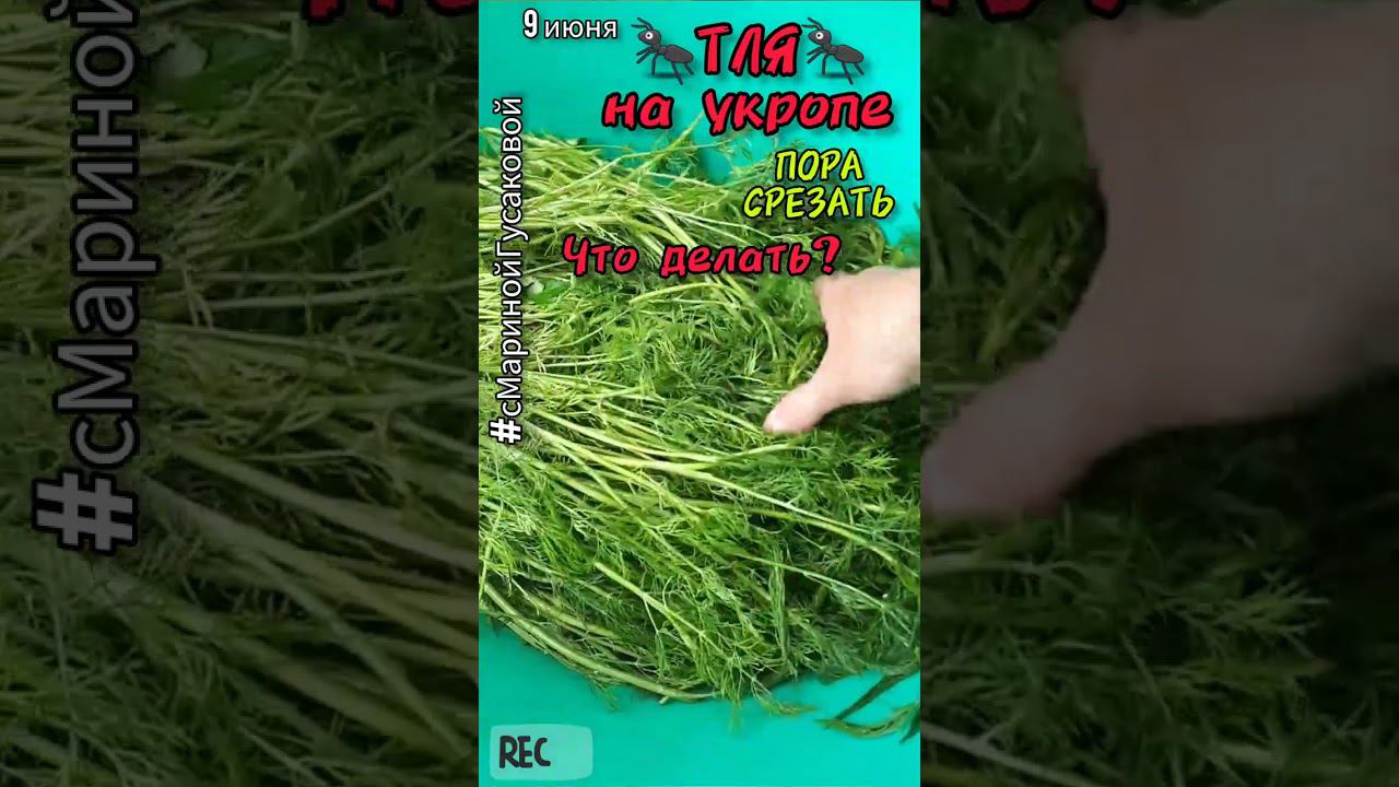 ТЛЯ на укропе который пора срезать, что надо сделать #Заготовка на зиму смотреть онлайн