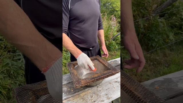 Делаем красную икру правильно. #fishing #salmon смотреть онлайн