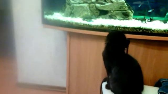 Кошка Блеки охотится на рыб