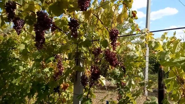 Виноград Кишмиш Морозко смотреть онлайн