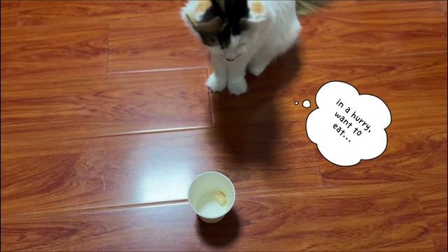 Cats take food from paper cups смотреть онлайн