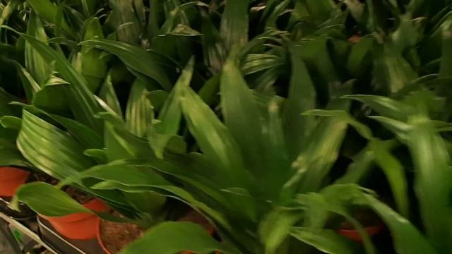 Dracaena Fragrans 'Compacta'