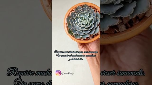 Echeveria Shaviana смотреть онлайн