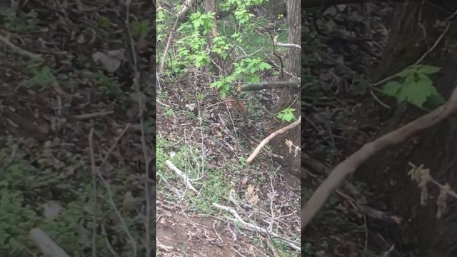 Наши пугливые рыжие белки. 13 апреля 2020 года. смотреть онлайн