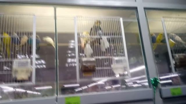 ОПРЕДЕЛЯЕМ ПОЛ КОРЕЛЛЫ ИЗ ЗООМАГАЗИНА и возраст смотреть онлайн