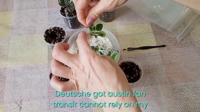 African Violet. Размножение фиалок пасынками. Фиалки у Алисы. смотреть онлайн