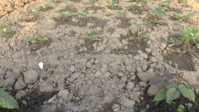 Видео обзор бесшипной ежевики Трипл Краун (Тройная корона). смотреть онлайн