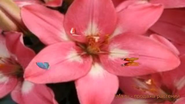 Лилия азиатская Розалин (rozalin) ? обзор: как сажать, луковицы лилии Розалин