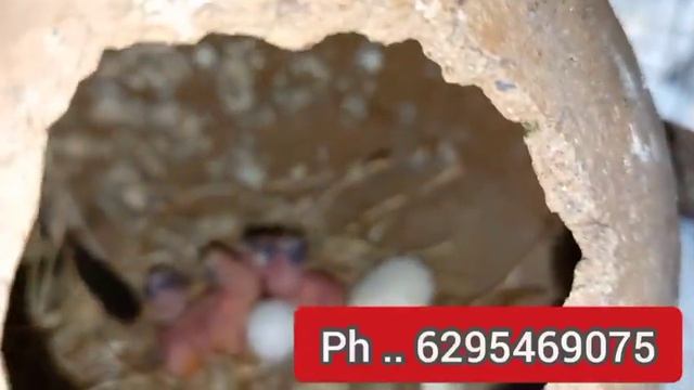 black java & white Java Bird for sale /// for sale / ( belda) смотреть онлайн