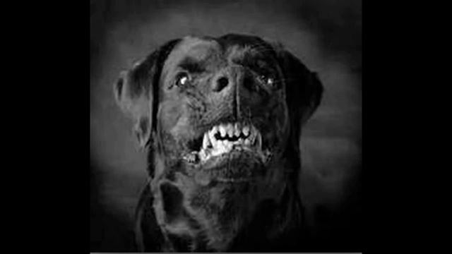 A dog story (Creepy pasta) смотреть онлайн