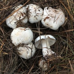 Рядовка Майская. Сбор. Канал Винигрет.