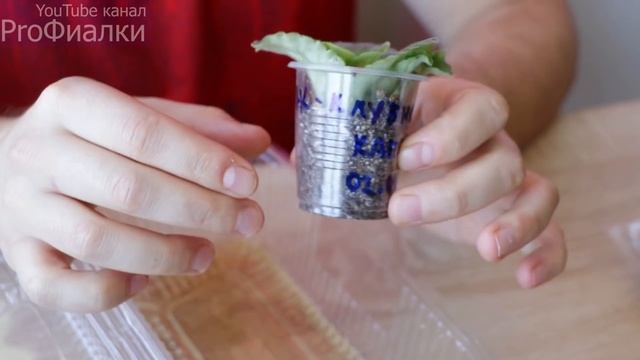 Как ПРАВИЛЬНО ПОЛИВАТЬ фиалки? 3 МОИХ ХИТРОСТИ Раскрываю вам СЕКРЕТ смотреть онлайн