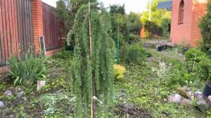 Новинка в моем саду лиственница Стиф Випер. Мечта сбылась.