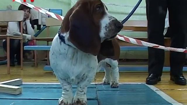 Выставка собак смотреть онлайн