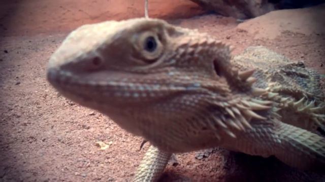 Reptilia смотреть онлайн