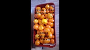 Медовое сердце томат