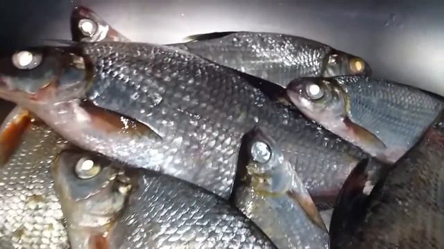 РЕЧНАЯ РЫБА ГУСТЕРА / МУЖ ПРИЕХАЛ С РЫБАЛКИ / смотреть онлайн