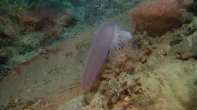 СТРАННЫЕ МОРСКИЕ ОБИТАТЕЛИ смотреть онлайн