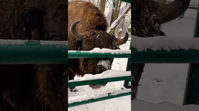 Приокско-террасный заповедник, приятно познакомиться с зубром 🦬 смотреть онлайн