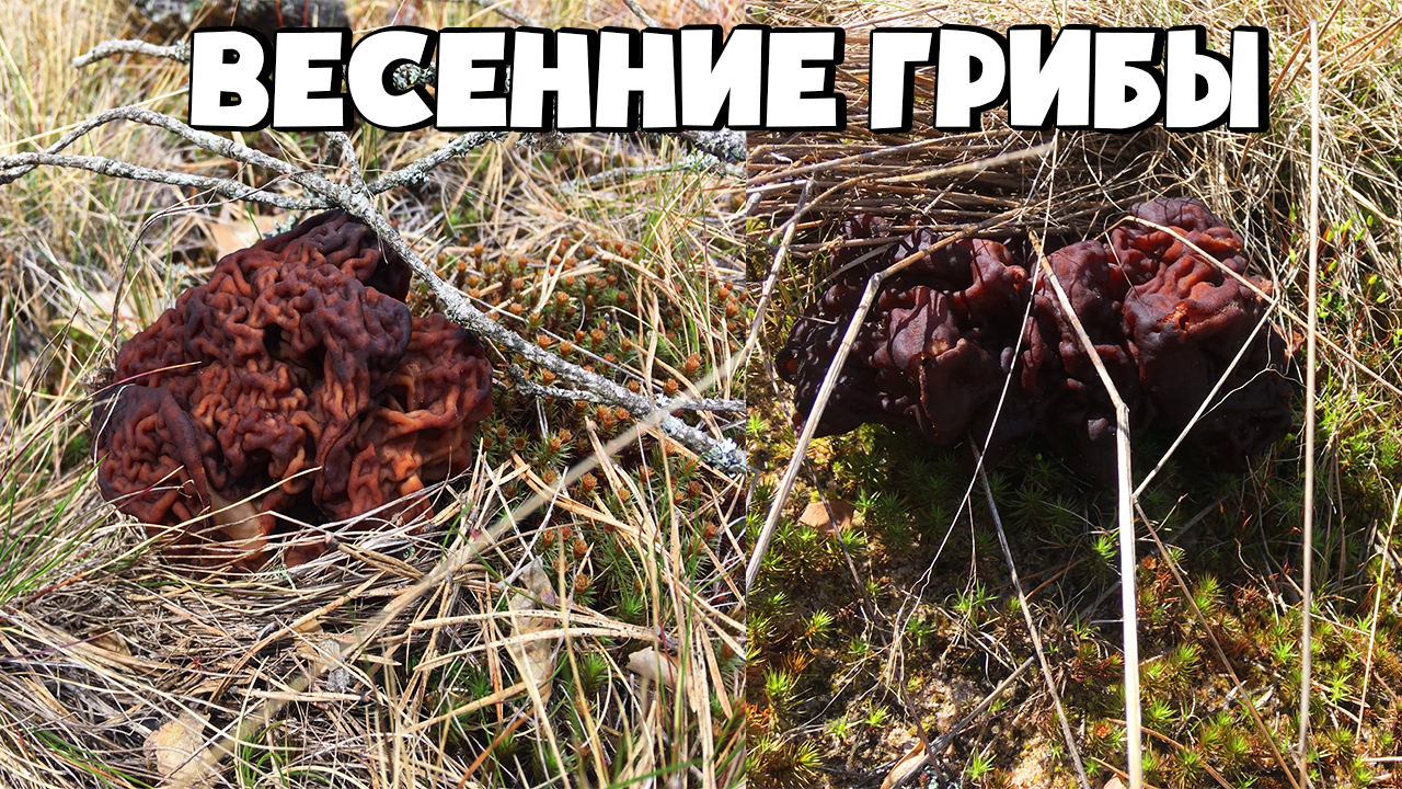 Весенние грибы. Где растут строчки. Сбор строчков смотреть онлайн