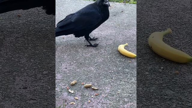 My crow friend. Befriending a crow series. 10th encounter. Banana for scale. смотреть онлайн