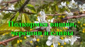 Подкормка вишни, черешни и сливы