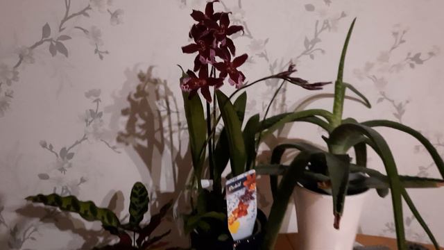 орхидэя камбрия, новосёл смотреть онлайн