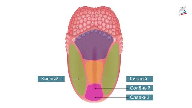 Сделай Себя Лучше