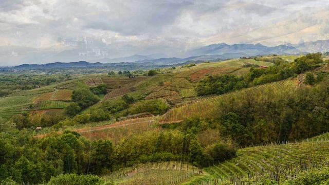Nebbiolo Итальянская лоза Неббиоло «Королева красного винограда» смотреть онлайн