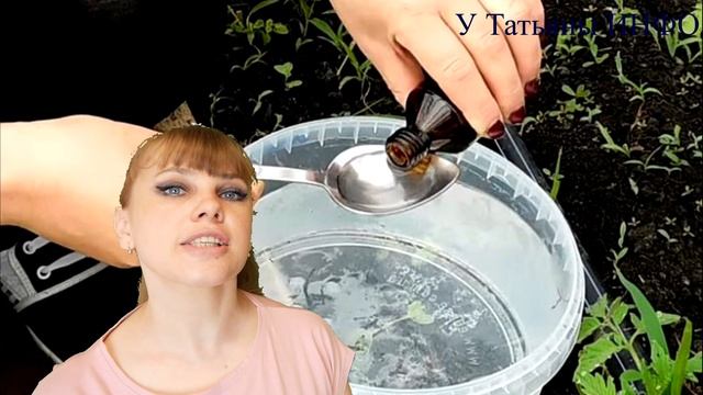 Нашатырный спирт от тли на розах, огурцах, смородине! Чем обработать растения от тли?! смотреть онлайн