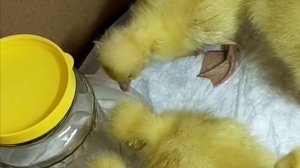 Уход за гусятами. Выращивание гусят. Наш опыт