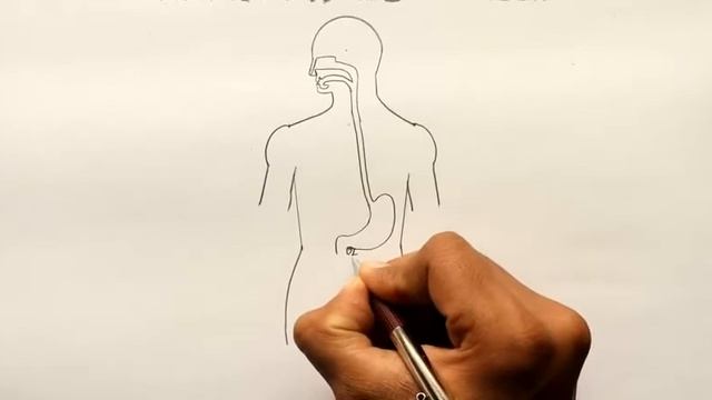 How to draw a human Digestive; Step by Step for Beginners;FX смотреть онлайн