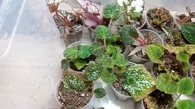 Открываю теплички с детёнышами. смотреть онлайн