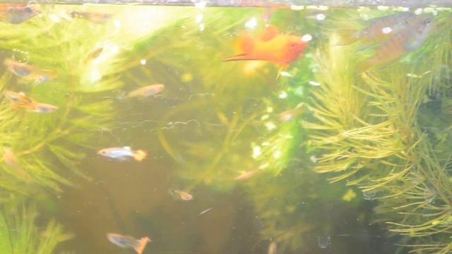 гуппи, макроподы, петушок и меченосец смотреть онлайн