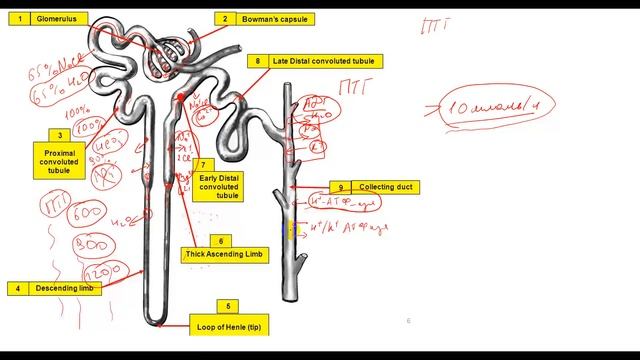 Физиология. Глава 6. Почки. Обзор работы нефрона. Общая картина транспорта в канальцах смотреть онлайн